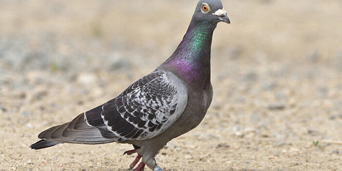 Подозреваемого в шпионаже голубя освободили в Индии