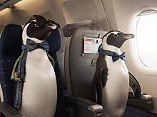 Два пингвина Гумбольдта прибыли из Сочи в Ижевск самолётом «Ижавиа»