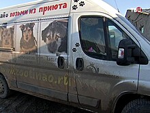 Журналисты "ТВ Центра" развеяли слухи о "концлагере" в приюте для собак в Ермолове