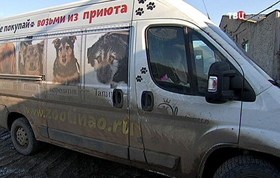 Журналисты "ТВ Центра" развеяли слухи о "концлагере" в приюте для собак в Ермолове