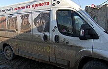 Журналисты "ТВ Центра" развеяли слухи о "концлагере" в приюте для собак в Ермолове