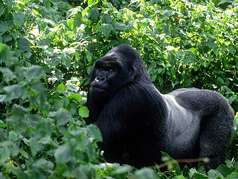 Популяция горилл к концу века может сократиться на 80%, бьют тревогу ученые