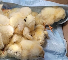 &ldquo;Два мешка цыплят выбросили на помойку&rdquo;: женщина из Челябинска рассказала, как спасает птиц, которых оставили замерзать