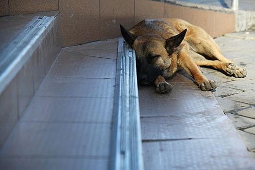 11-летнюю девочку собака покусала в День знаний в Волгоградской области