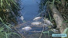 Жители Энгельса сообщают о массовой гибели рыбы на озере Сазанка