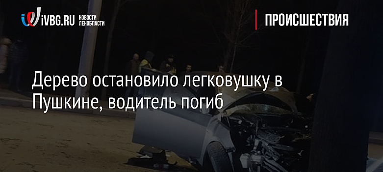 Дерево остановило легковушку в Пушкине, водитель погиб