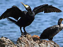 Орнитолог Рябцев: ущерб от бакланов несопоставим с ущербом от браконьерства