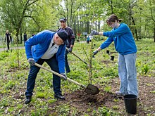 В курском парке «Боева дача» появилась аллея черемухи и сирени
