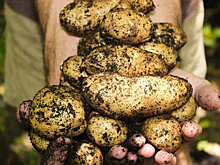 Почему российские крестьяне бунтовали против картофеля