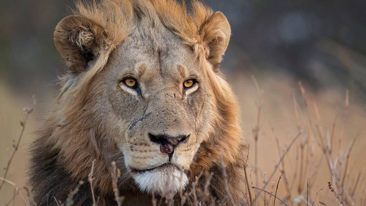 Стала известна дальнейшая судьба льва, который напал на владельца «Тайгана»