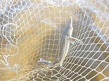 Работники сызранского рыбкомбината попались на незаконной добыче стерляди