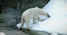 Российский зоопарк участвует в программе по сохранению белых медведей
