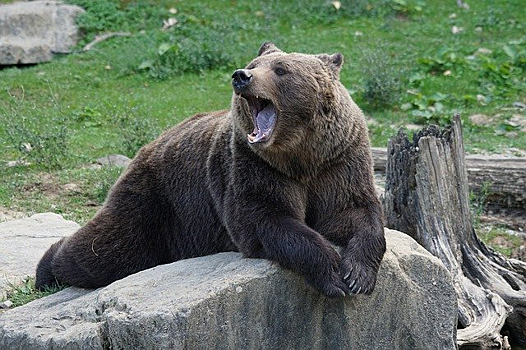 Названы места нападения медведей в Новосибирской области
