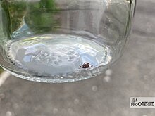 Почти 600 случаев укусов клещей выявили в Подмосковье с начала сезона
