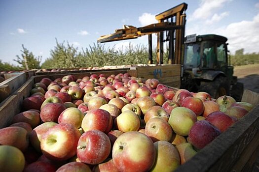 На Ставрополье аграрии заявили о небывалом урожае яблок