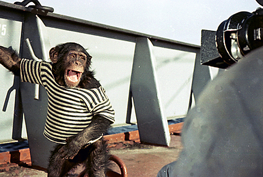 В итоге нашли в Киевском зоопарке — шимпанзе по кличке Пират.