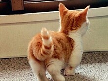 Кот случайно снял свои интимные части тела