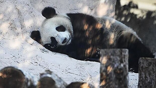 Московский зоопарк сможет попросить Китай продлить "аренду" панд