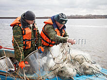 Загадочный пикник. Почти детективная история с забытой рыболовной сетью
