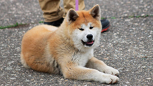 Загитовой подарили собаку ее мечты в Японии