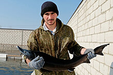 В Северной Осетии планируют производить 30 тысяч тонн товарной рыбы в год