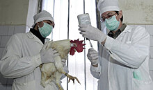 Баку не намерен вводить запрет на импорт из РФ птичьего мяса и продукции в связи с гриппом