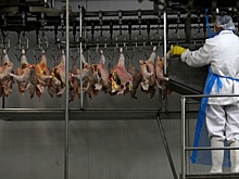 Эксперты и производители прокомментировали запрет экспорта мяса птицы