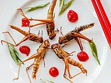 В Сети пришли в ярость из-за предложения Еврокомиссии есть насекомых