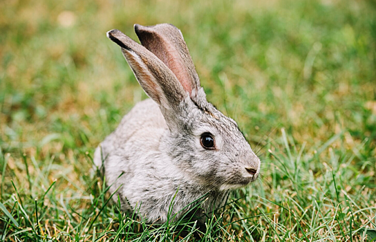 Ростовским охотникам запретили убивать ушастых