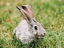 Ростовским охотникам запретили убивать ушастых