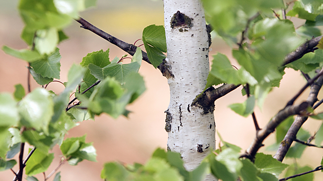 Почему на Руси березу называли ведьминым деревом