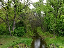 В волгоградских лесах обнаружены очаги размножения насекомых-вредителей