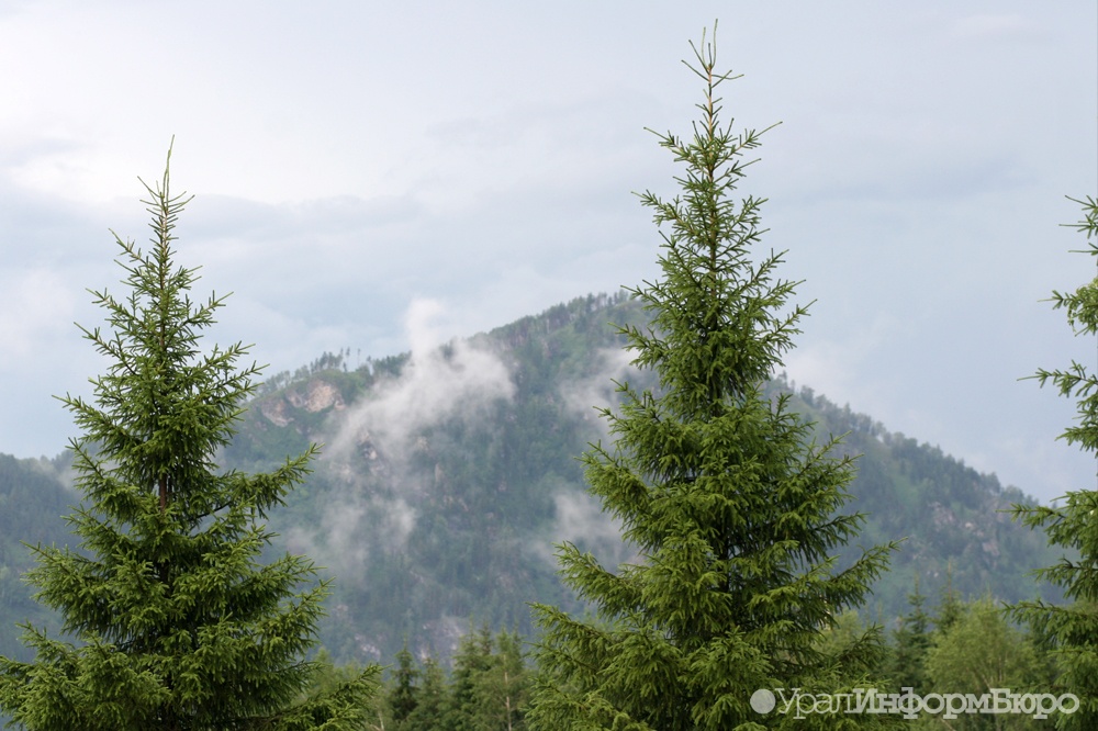 Екатеринбургское лесничество отказалось от дронов для контроля за лесными пожарами