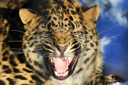 Из Новосибирского зоопарка увозят леопардов, маралов и тигрёнка