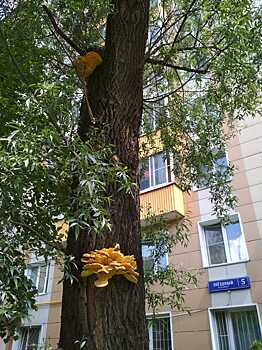 На деревьях Звездного бульвара «распустились» грибы