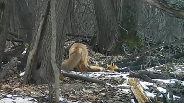 Игры лисят в заповеднике под Самарой сняли на видео