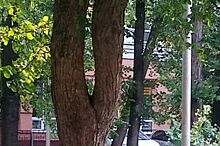 В Прикамье инспекторы ГИБДД помогли ребёнку, застрявшему ногой в дереве