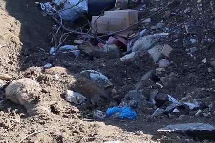 Дети нашли возле школы в Чечне десяток убитых собак