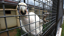 В воронежском зоопарке усыпят всех птиц