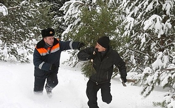 В Курской области на трёх человек завели уголовное дело за незаконную рубку хвойных деревьев