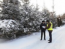 Незаконные рубки деревьев обнаружили инспекторы в ходе операции «Лес»