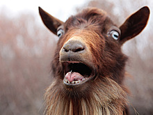 В Курской области селянка заплатит 146,5 тысяч рублей за ДТП с козой