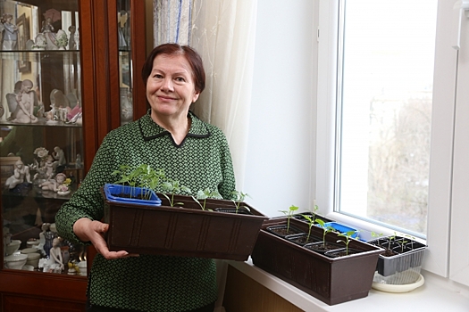 Мускатная дыня. Этот сорт родом из Италии, но он всё увереннее чувствует себя на дачах жителей запада Москвы