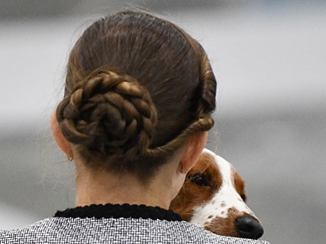Помогающие собаки могут получить доступ в аптеки, магазины и метро