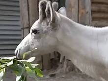 В Московском зоопарке рассказали о подросшем подаренном Путину олененке