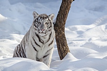 Фото бенгальского тигра в новосибирском снегу попало в 100 лучших снимков престижного конкурса
