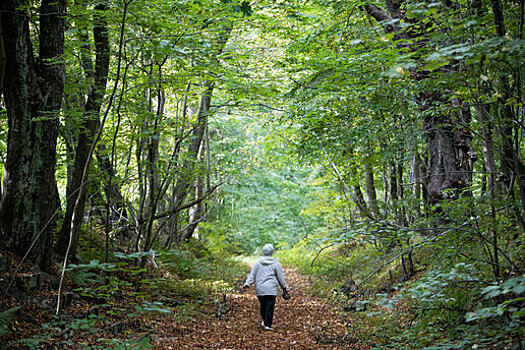 В Калининграде эксперты начали обследовать Суздальский лес, чтобы создать здесь охраняемую природную территорию