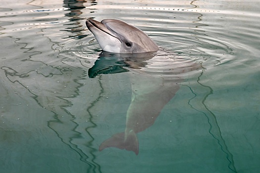 На Кубани создали первый реанимобиль для спасения дельфинов