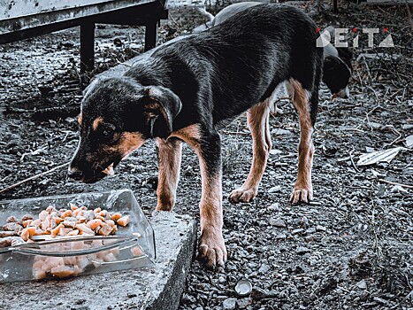 Убийство собаки топором расследуют в Приморье