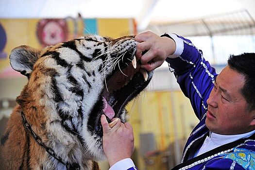 Цирковой тигр откусил два пальца пьяному мужчине в Китае